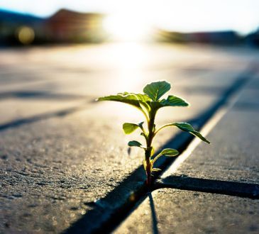 single plant emerging from concrete