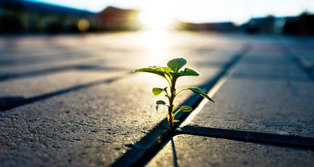 single plant emerging from concrete