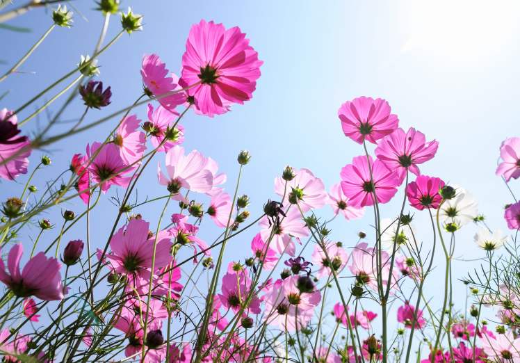 cluster of pink roses