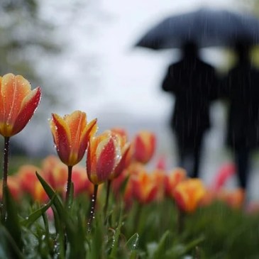 A rainy day with wet orange tulips and people taking a stroll.